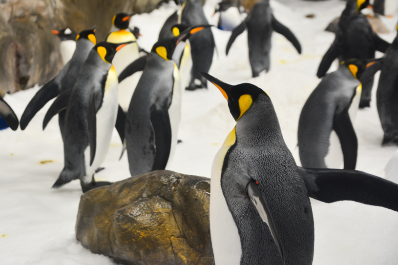 A stunning crowd of penguins waddling about at SEA LIFE Melbourne Aquarium