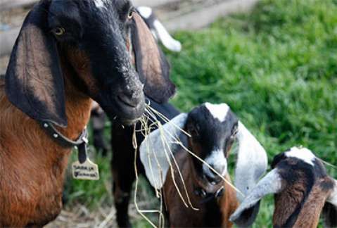 A bunch of friendly goats eating grass.