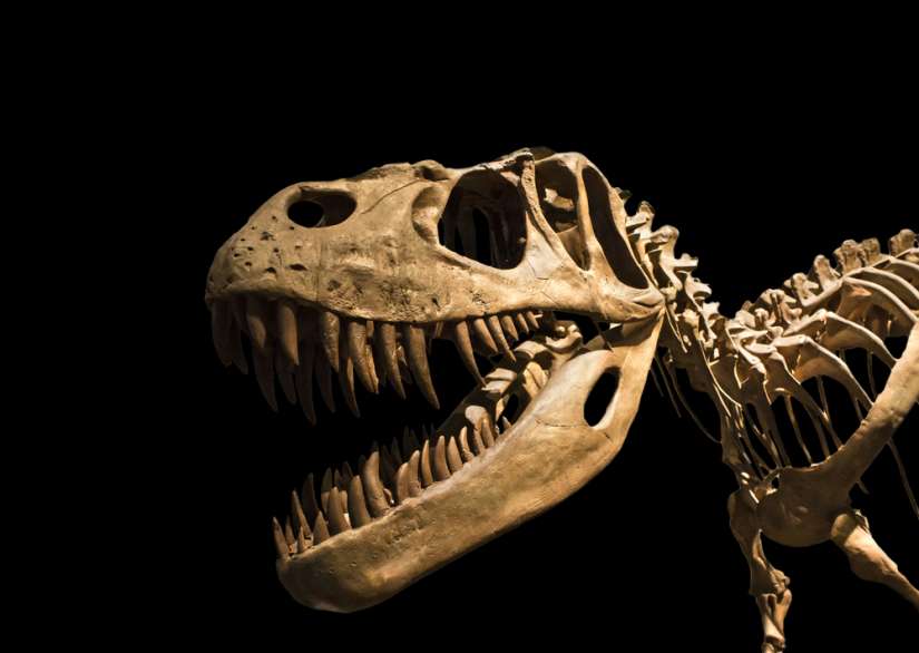 A standing model of the skeleton of a Tyrannosaurus Rex at the Melbourne Museum.