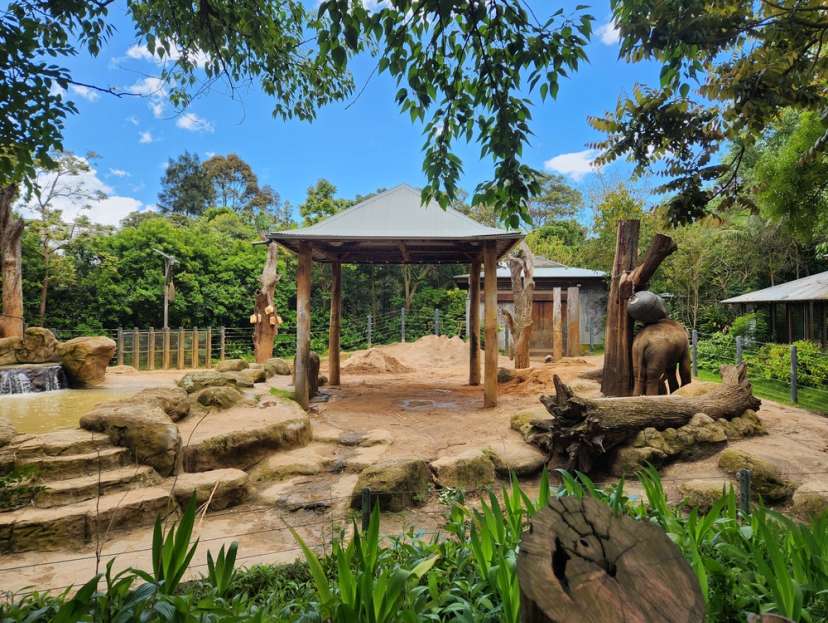 The elephant enclosure at the Melbourne Zoo.