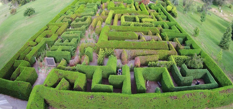 hedgend maze